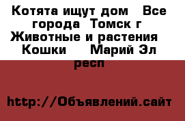 Котята ищут дом - Все города, Томск г. Животные и растения » Кошки   . Марий Эл респ.